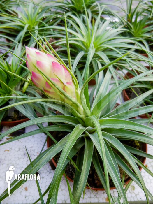 Tillandsia stricta