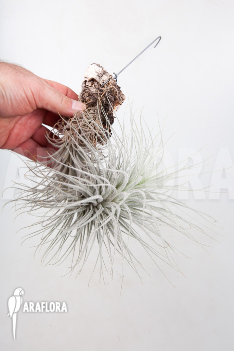 Tillandsia tectorum &lsquo;L&rsquo;