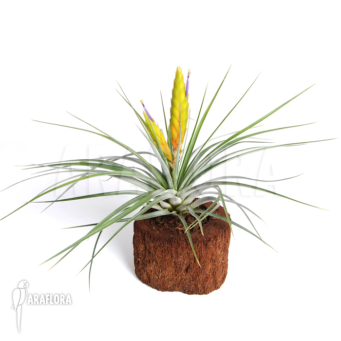 Tillandsia tricolor