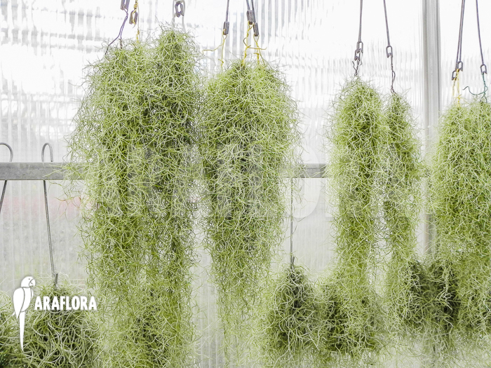 Tillandsia-usneoides-5