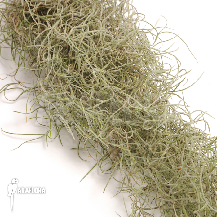 Tillandsia usneoides small leaf