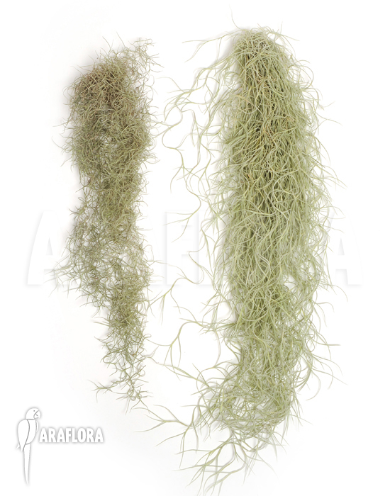Tillandsia usneoides &lsquo;Small versus large leaf&rsquo;