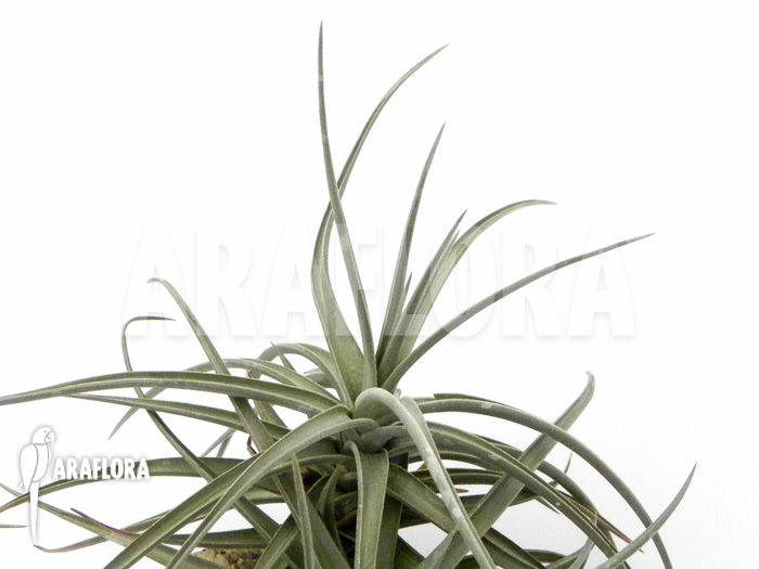 Tillandsia-xiphioides-detail-3