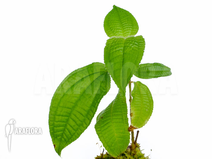 Tococa guianensis fruit