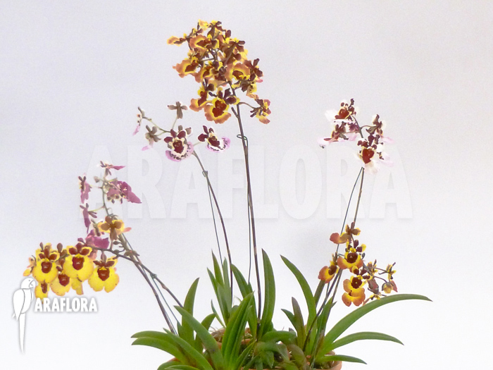 Tolumnia x Brown Sugar