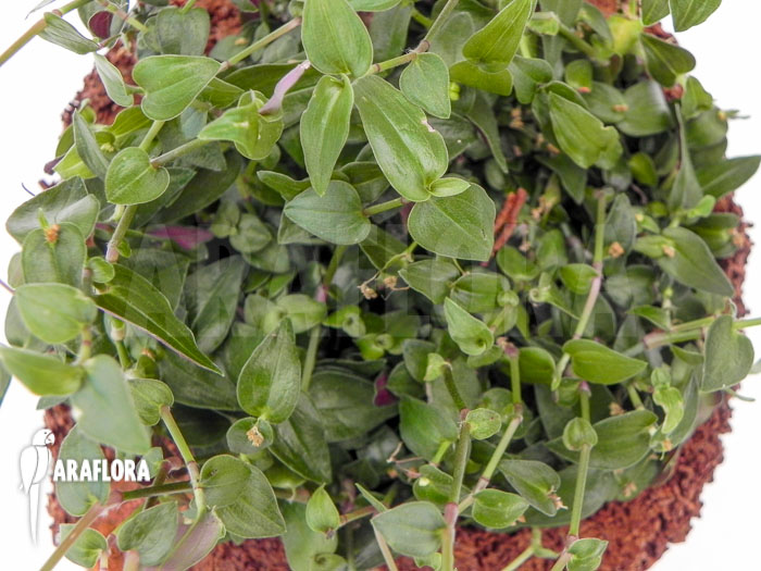 Tradescantia multiflora &lsquo;Tahitian bridal veil&rsquo;