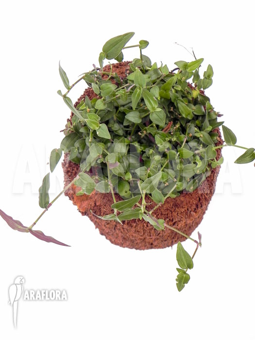 Tradescantia multiflora &lsquo;Tahitian bridal veil&rsquo;