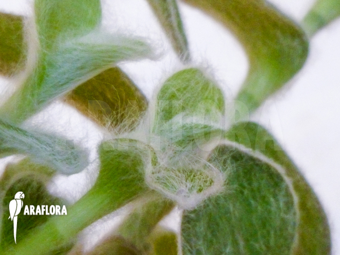 Tradescantia sillamontana