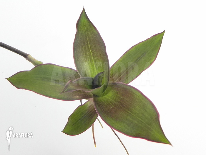Tradescantia spathacea