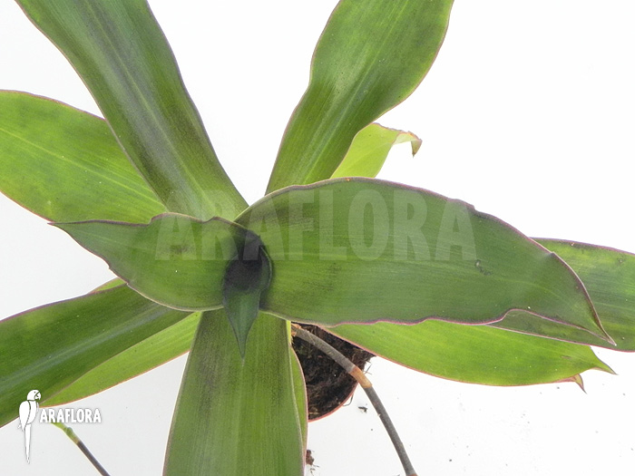 Tradescantia spathacea