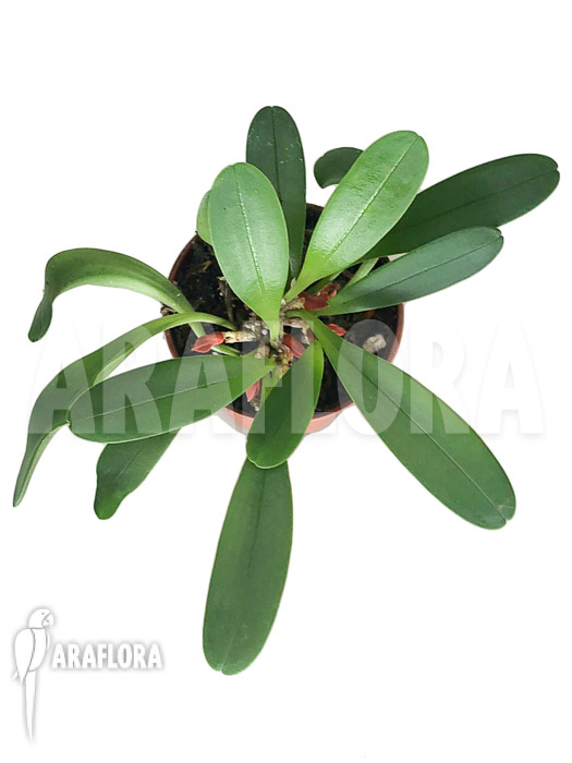 Tribulago tribulorides