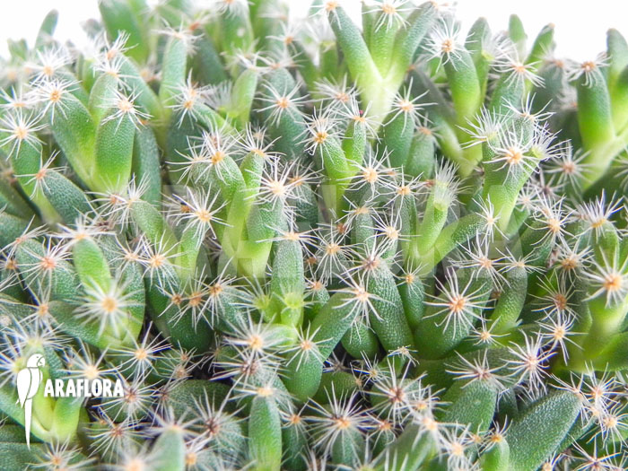 Trichodiadema densum