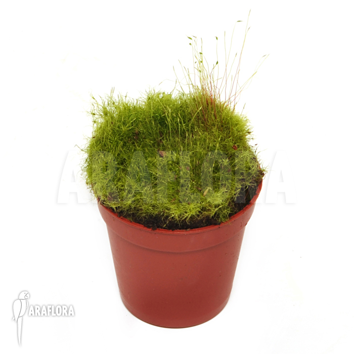 Tropical moss Starter
