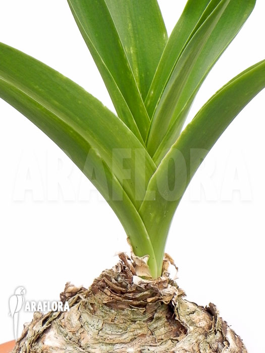 Urginea altissima &lsquo;L&rsquo;