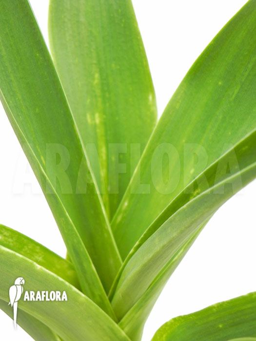 Urginea altissima &lsquo;L&rsquo;