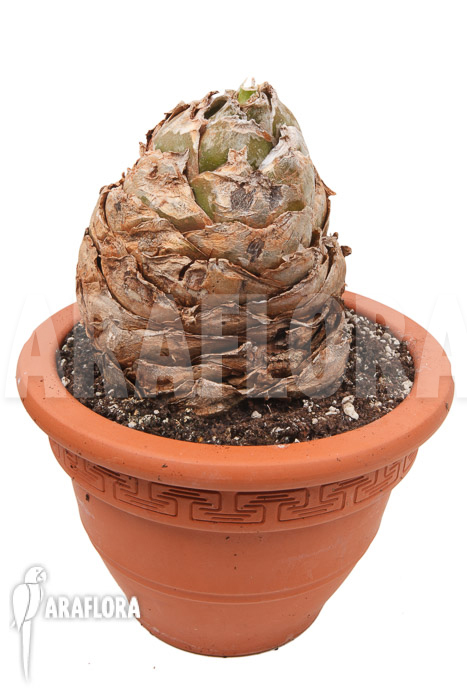 Urginea altissima &lsquo;XL&rsquo;