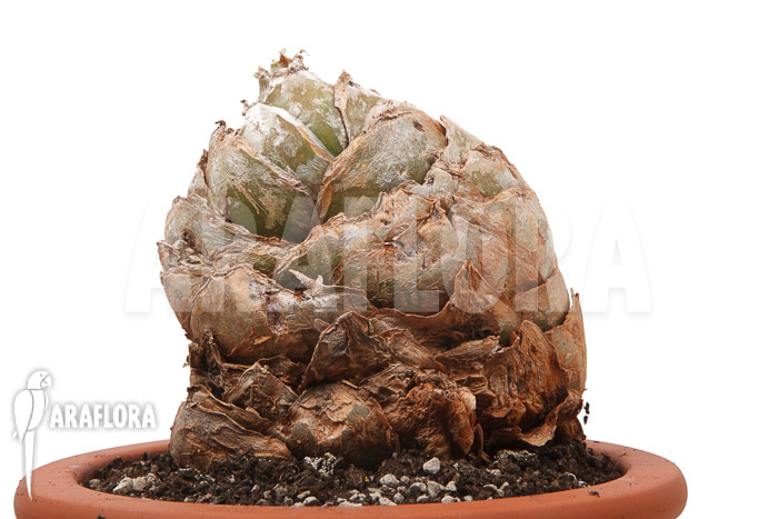 Urginea altissima &lsquo;XL&rsquo;