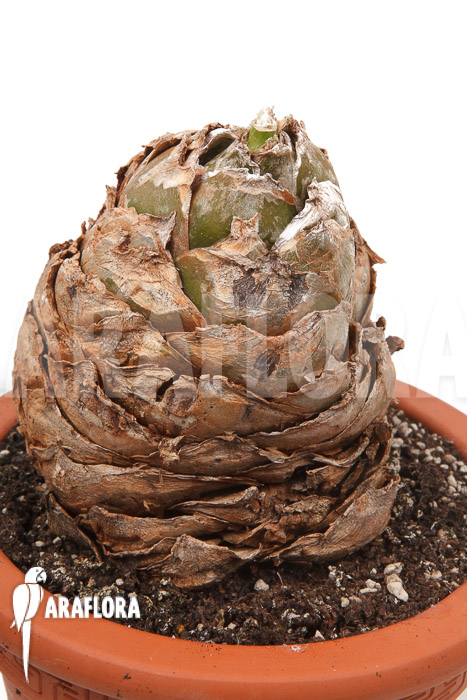 Urginea altissima &lsquo;XL&rsquo;