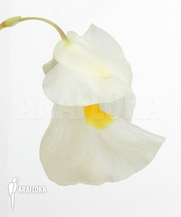 Utricularia alpina &lsquo;Flower&rsquo;