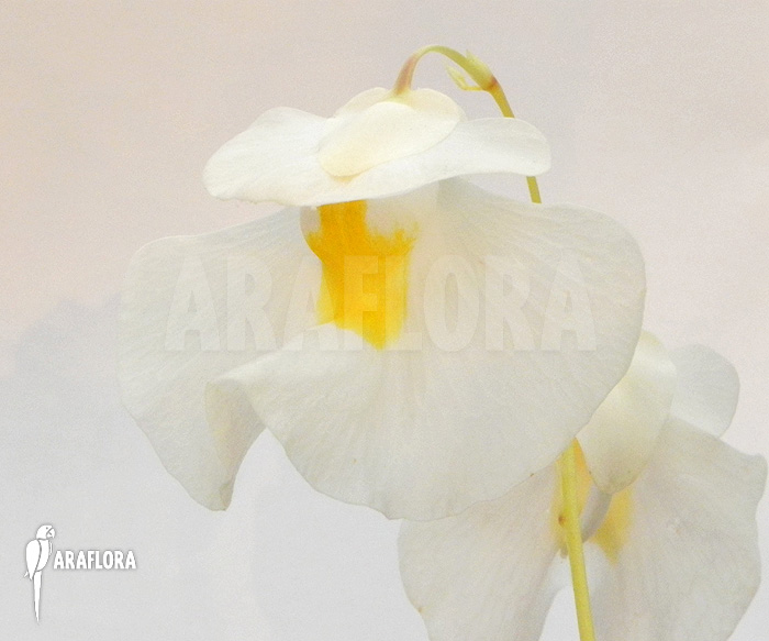Utricularia alpina &lsquo;Flower&rsquo;