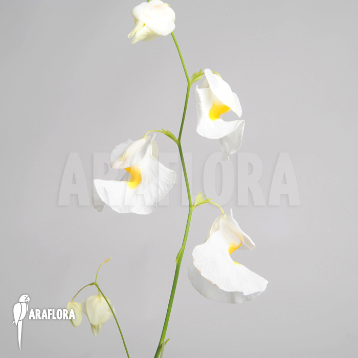 Utricularia alpina &lsquo;Henry piettier Giant&rsquo;