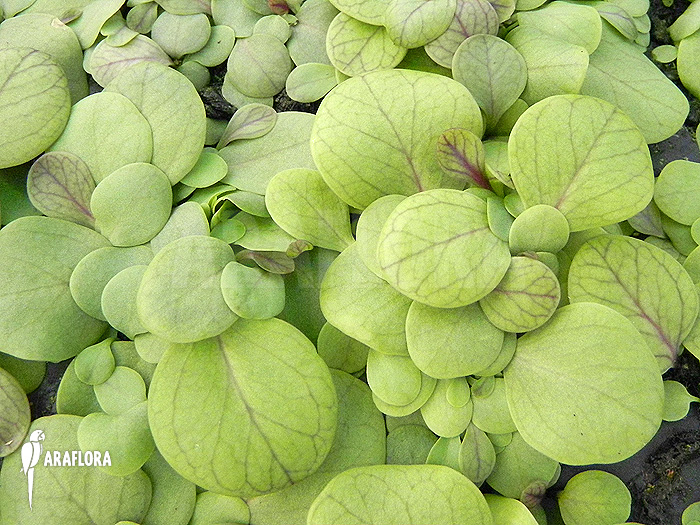 Utricularia calycifida &lsquo;Gran Sabana&rsquo;