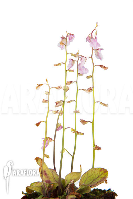 Utricularia calycifida &lsquo;Gran Sabana&rsquo;