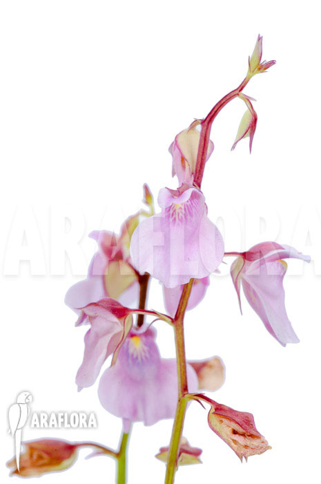 Utricularia calycifida &lsquo;Gran Sabana&rsquo;