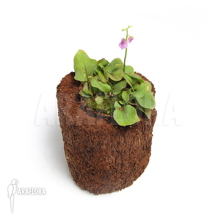 Utricularia calycifida &lsquo;Gran Sabana&rsquo;