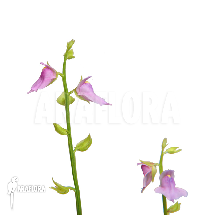 Utricularia calycifida &lsquo;Gran Sabana&rsquo;