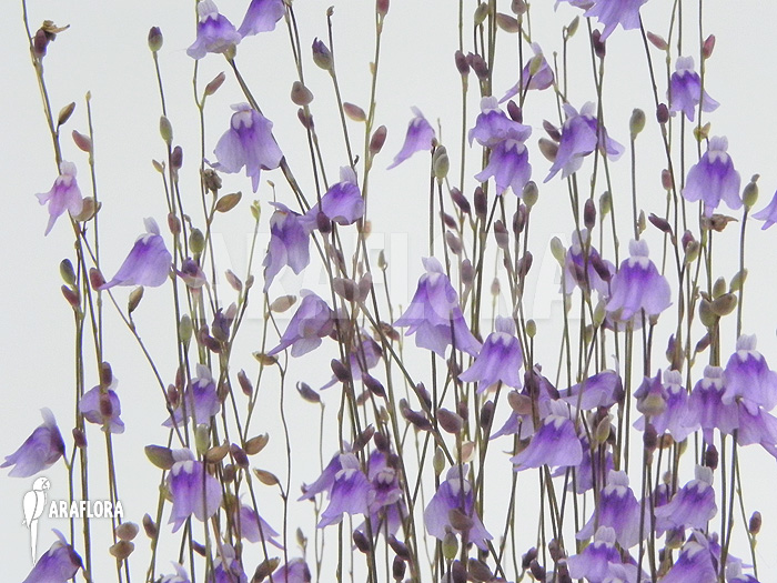 Utricularia minutissima