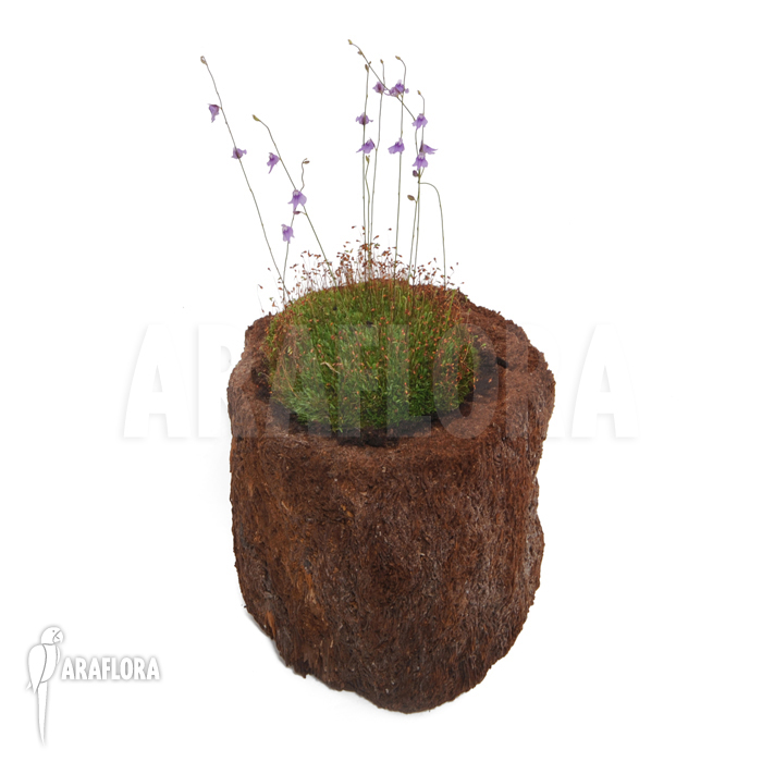 Utricularia minutissima &lsquo;Gunung Tahan&rsquo;