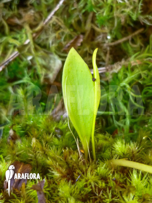 Utricularia praetermissa