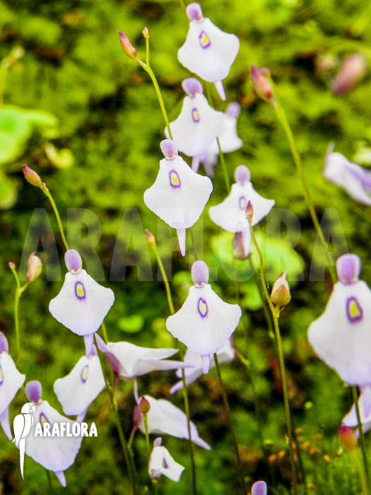 Utricularia pubescens &lsquo;Serra Araca&rsquo;