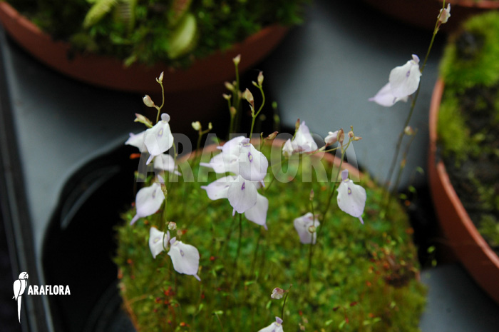 Utricularia pubescens &lsquo;Serra Araca&rsquo;
