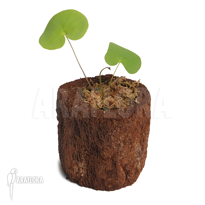 Utricularia reniformis &lsquo;Mata Atlantica&rsquo; &lsquo;S&rsquo;