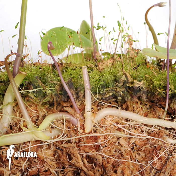 Utricularia reniformis &lsquo;Mata Atlantica&rsquo; &lsquo;S&rsquo;