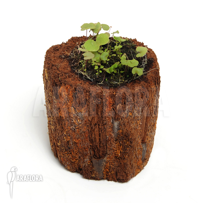 Utricularia reniformis &lsquo;Small type&rsquo;