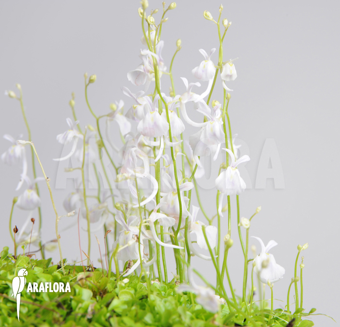 Utricularia sandersonii flower
