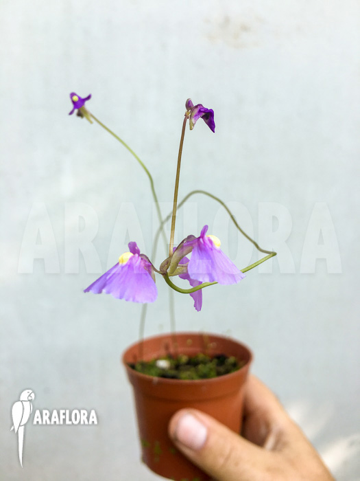 Utricularia sp. Aff. Dichotoma