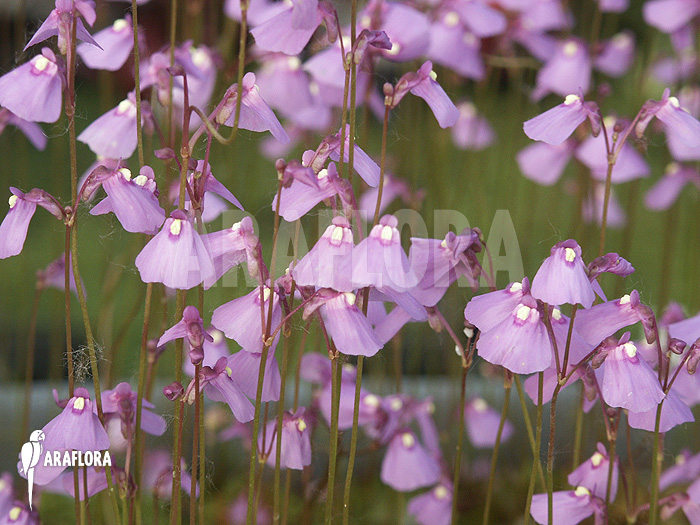Utricularia sp. Aff. Dichotoma flowers