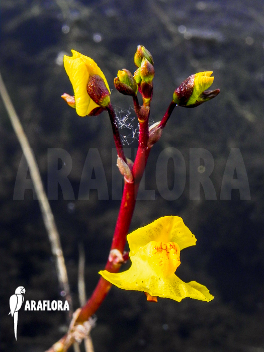 Utricularia vulgaris