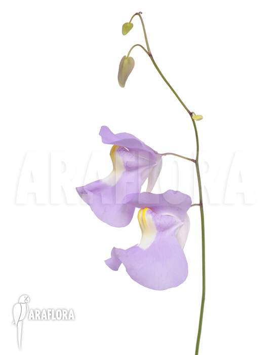 Utricularia x alpina x humboldtii &lsquo;Nudlinger Flair&rsquo;