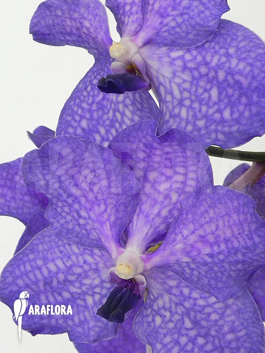 Vanda x &lsquo;Blue Magic&rsquo;