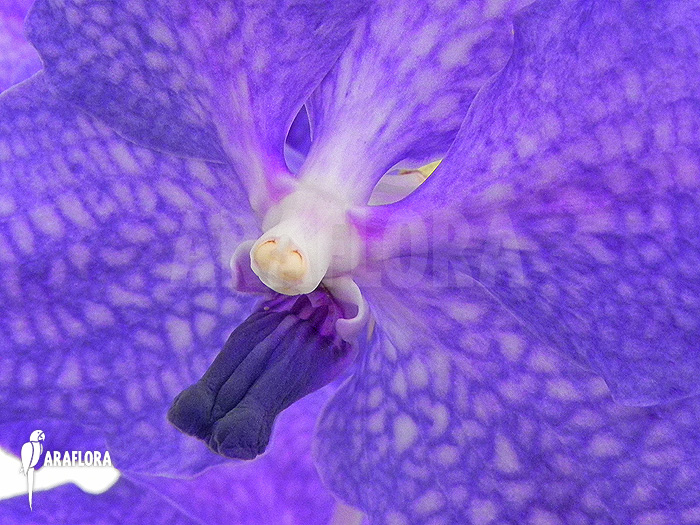 Vanda x &lsquo;Blue Magic&rsquo;