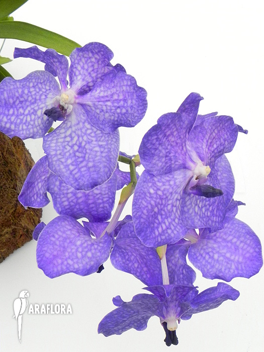 Vanda x &lsquo;Blue Magic&rsquo;