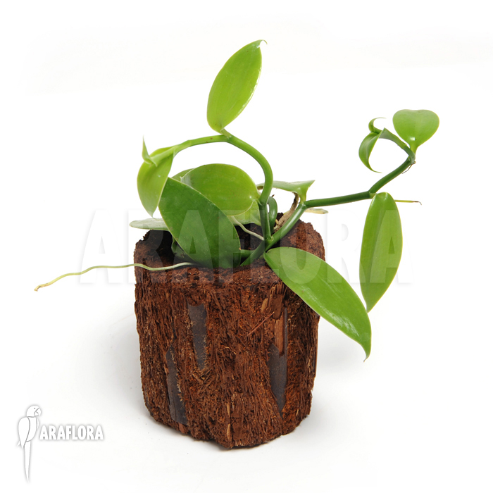 Vanilla planifolia &lsquo;Vanilla orchid&rsquo;