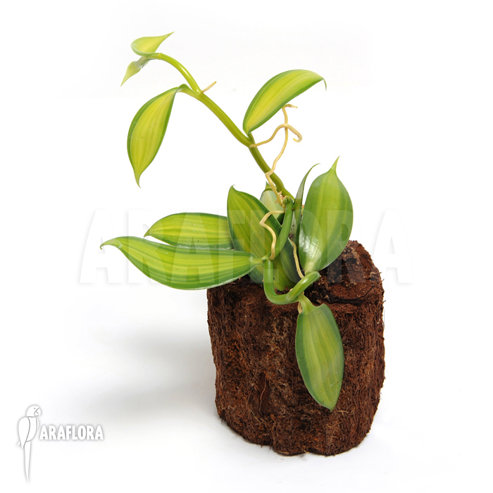 Vanilla planifolia variegated &lsquo;Vanilla orchid&rsquo;