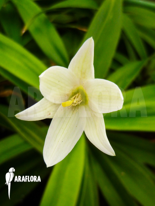 Vellozia species Brazil &lsquo;White&rsquo;