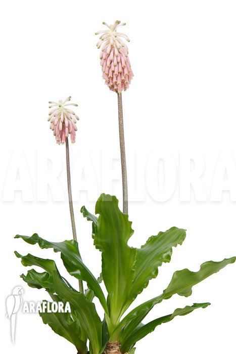 Veltheimia bracteata